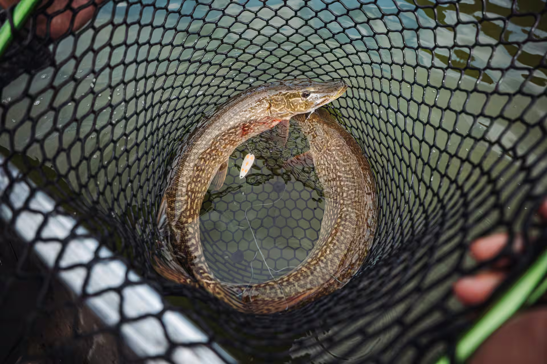 Two Northern Pike caught in a fishing net.